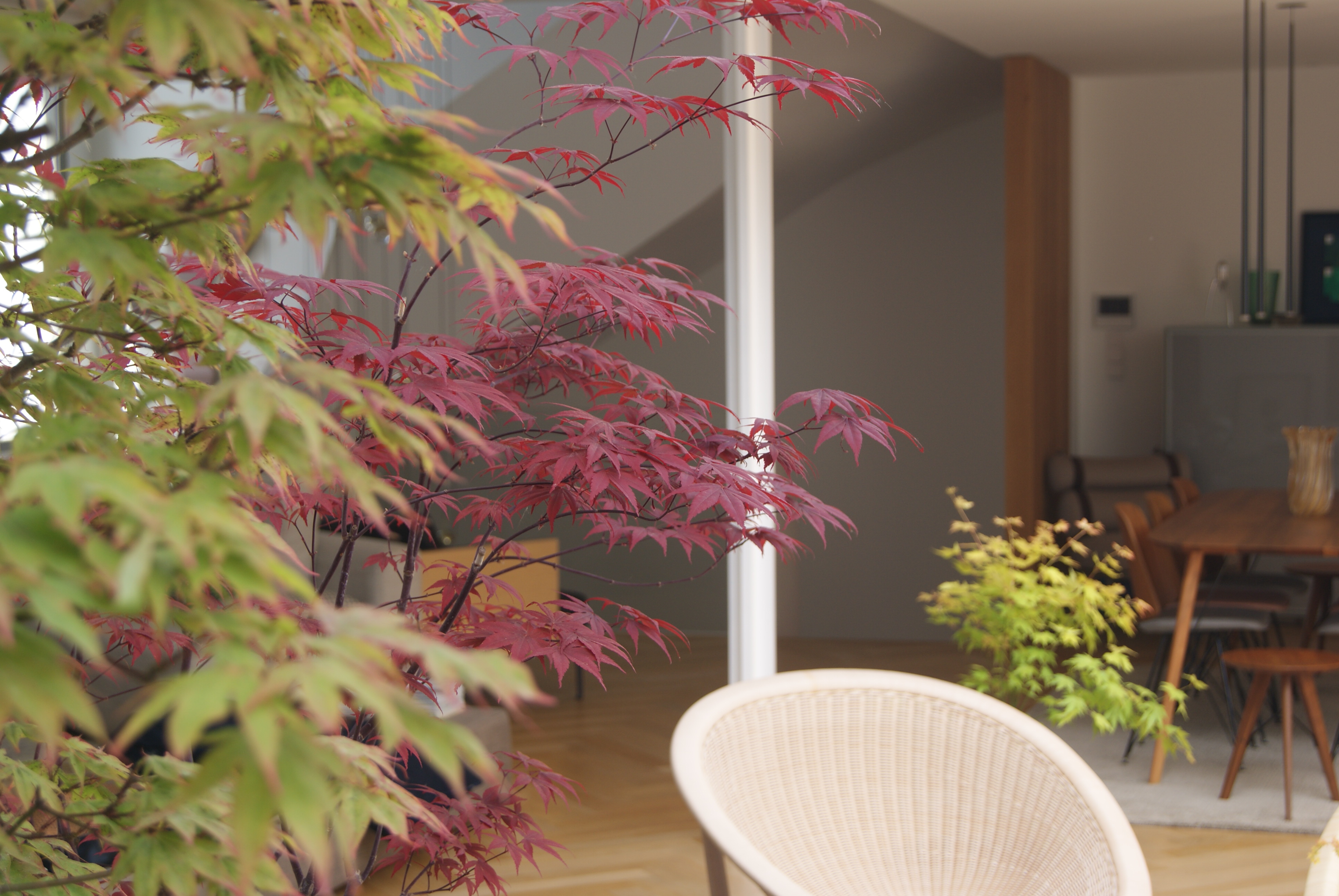 Érable japonais rouge terrasse bois jardin Toulouse — Urbanessence