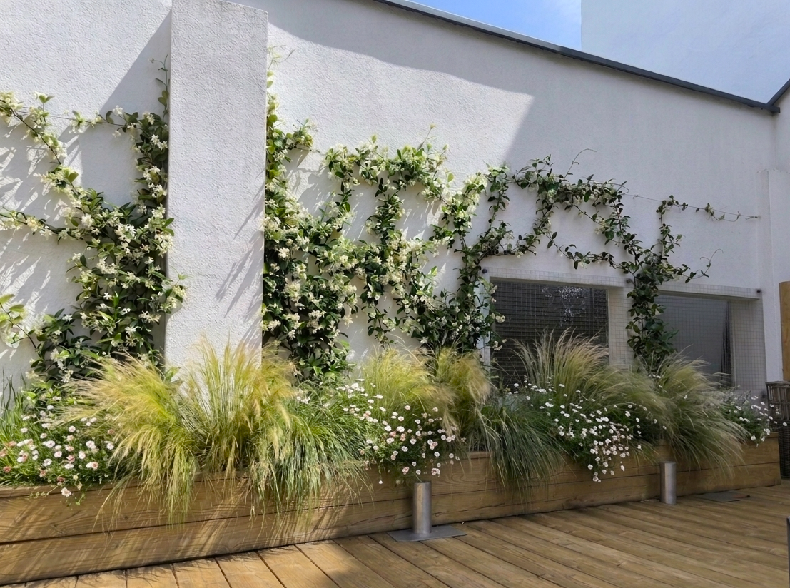 Jasmin étoilé cheveux d'anges stipa tenuissima jardinières — Urbanessence