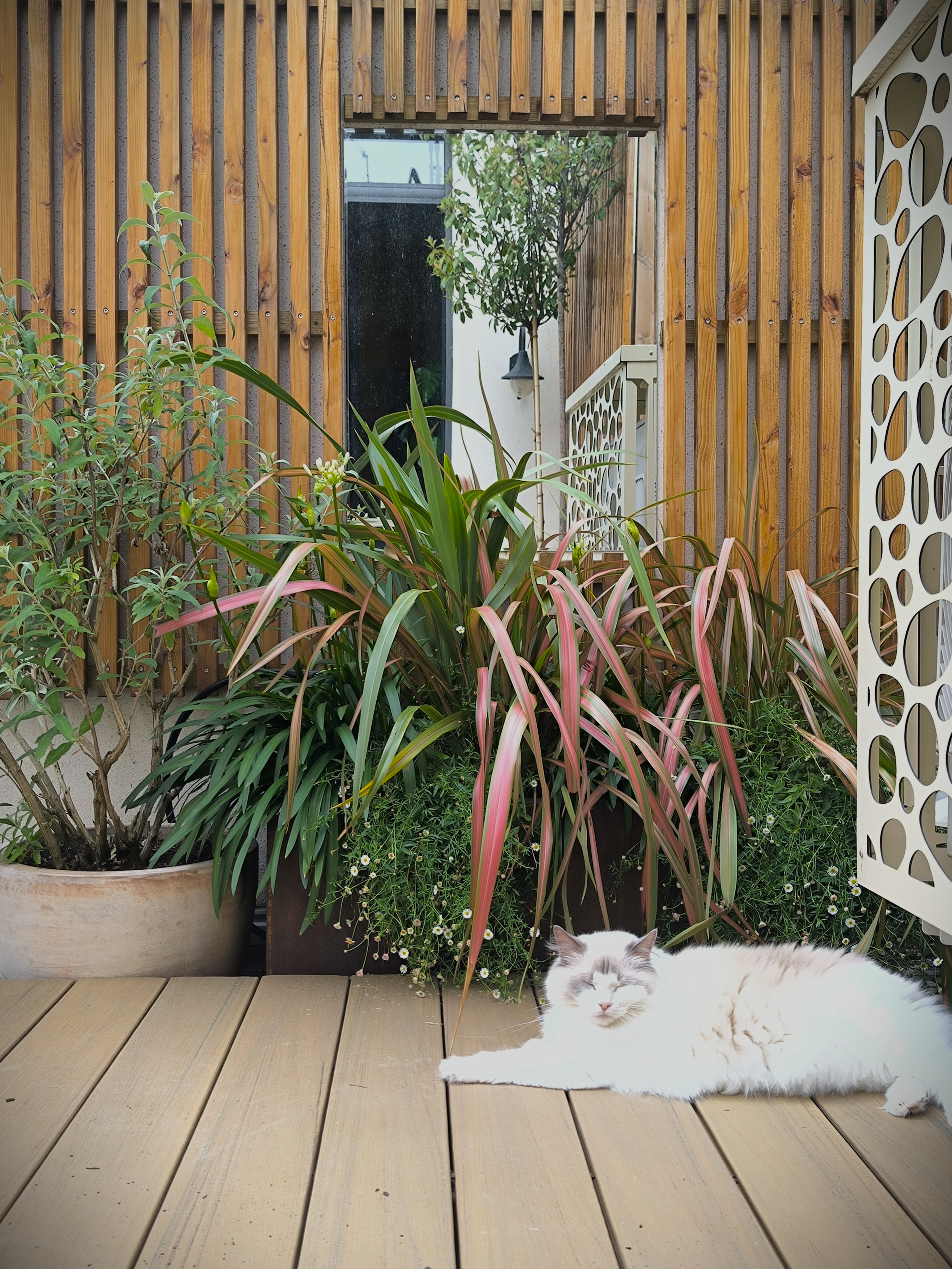 Terrasse bois composite jardinières corten phormium — Urbanessence